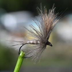 Mouche sèche March Brown
