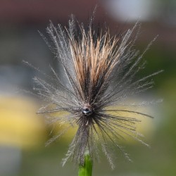 Mouche March Brown la Brune de Mars