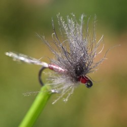 Mouche Ecdyonurus rouge