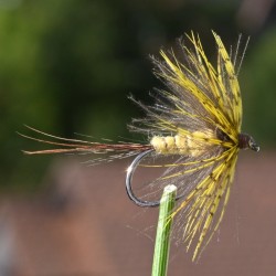 Mouche de mai Ephemera Danica.