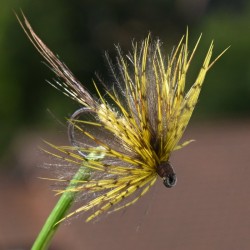 Mouche de mai Ephemera Danica.