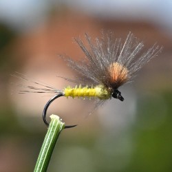 Mouche sèche éphémère imago parachute jaune