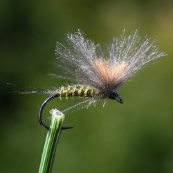 Mouche sèche éphémère imago parachute olive