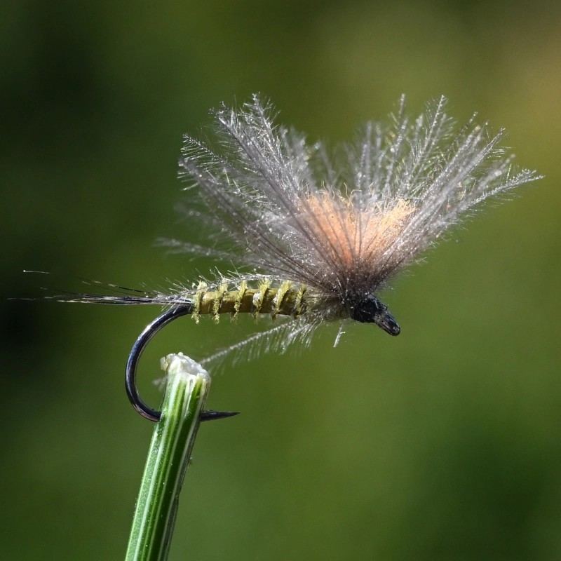 Mouche sèche éphémère imago parachute olive