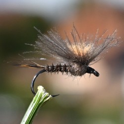Mouche sèche éphémère imago parachute marron