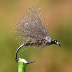Mouche sèche la Petite Merde
