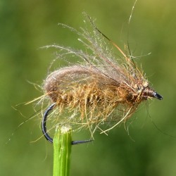 Bubble sedge marron en CDC