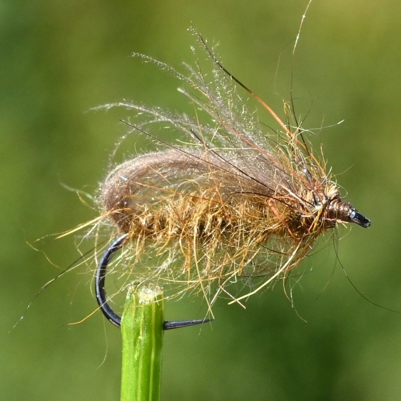 Bubble sedge marron en CDC