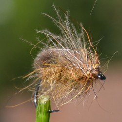 Bubble sedge marron en CDC