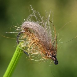 Bubble sedge marron en CDC