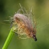 Bubble sedge marron en CDC