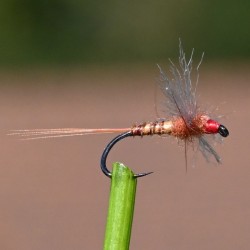 Mouche sèche spent Red Spinner