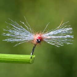 Mouche Red Spinner spent avec ailes en antron yarn