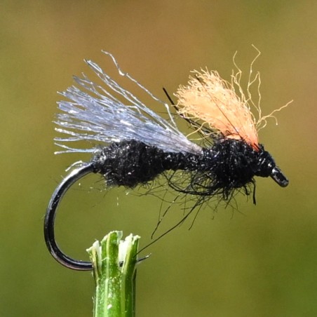 Mouche fourmi volante.