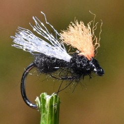 Mouche sèche la Fourmi Volante