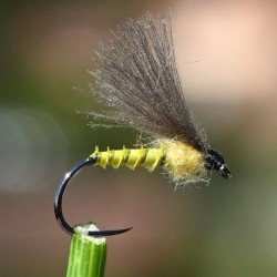 Emergente éphémère voilier jaune