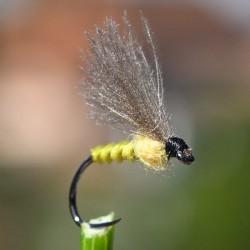 Emergente Voilier CDC jaune