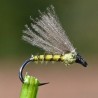 Emergente Voilier CDC olive