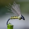 Emergente Voilier CDC olive