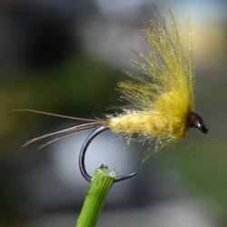 Emergente Mouche de Mai