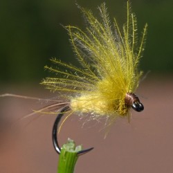 Emergente de Mouche de mai Ephemera Danica