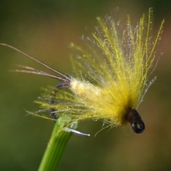 Emergente de Mouche de mai Ephemera Danica