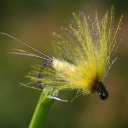 Emergente de Mouche de mai Ephemera Danica
