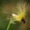 Emergente de Mouche de mai Ephemera Danica