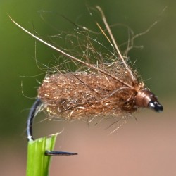 Emergente de sedge Pupa marron