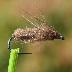 Emergente de sedge Pupa