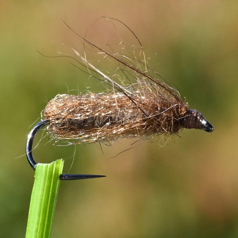 Emergente de sedge Pupa
