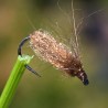 Emergente de sedge Pupa marron