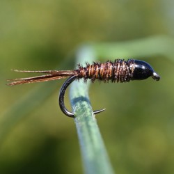 Pheasant tail brune à tête noire