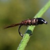 Pheasant tail brune à tête noire
