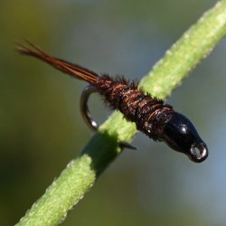 Pheasant tail brune à tête noire