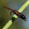 Pheasant tail brune à tête noire