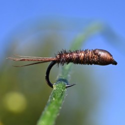 Nymphe Pheasant Tail tête marron