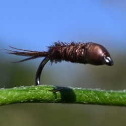 Pheasant tail jaune à tête marron
