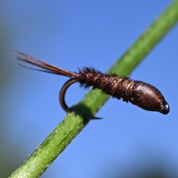 Pheasant tail jaune à tête marron