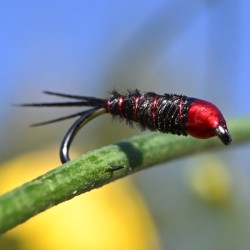 Pheasant tail noire à tête rouge