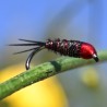 Pheasant tail noire à tête rouge