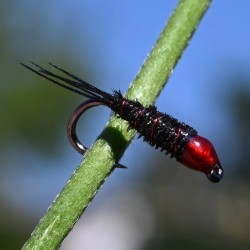 Pheasant tail noire à tête rouge