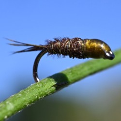 Pheasant tail olive à tête olive