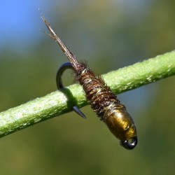 Pheasant tail olive à tête olive