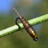 Pheasant tail olive à tête olive