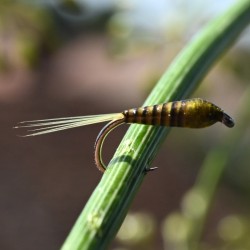Nymphe en quill de paon olive