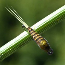 Nymphe Quill olive thorax olive
