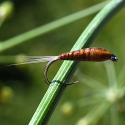 Nymphe en quill de paon ginger