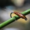 Nymphe Quill marron clair thorax beige