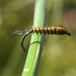 Nymphe substitut de condor olive